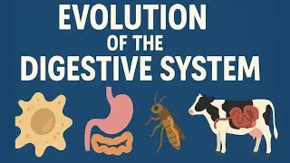 The Amazing Evolution of the Digestive System: From Single Cells to Complex Stomach