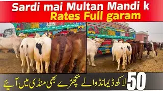Multan Mandi Fancy Bulls updates 10 Jan ||منڈی میں فل تیزی جاری ہے خریداروں کا رش 