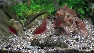 AcquariofiiaItalia.it - Il nostro acquario i nostri pesci alimentati con PRODAC Algae wafers