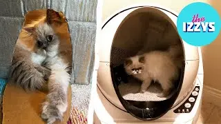 We Review the Most Expensive Litter Box ON THE PLANET