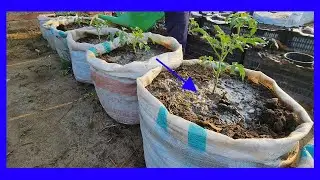 Pour This Secrete and Free Liquid Fertilizers On Your Tomatoes For A Huge Harvest