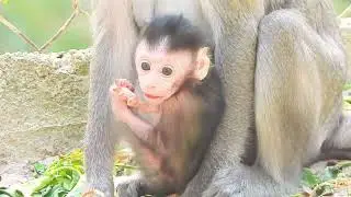 Newborn Baby Monkey&rsquo;s Cutest & Loveliest Moments 🥹