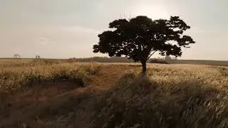 4k Grass land videos | free stock footage | no copy rights | farm field background