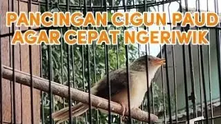 PANCINGAN CIGUN PAUD AGAR CEPAT NGERIWIK