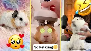 Adorable Guinea Pigs - Tiktok Compilation