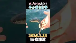 今週も碧南釣り広場でサビキ釣り 2026.1.13