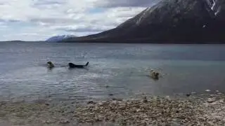 Dogs vs Otter