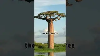 amazing Facts ❗The Baobab tree, found in Madagascar, Africa, and Australia,