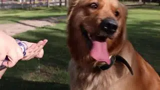 Petdiary Training product