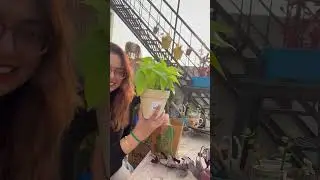 Mall vs local nursery | Plant Shopping 🛍️ #plants #terracegarden #shorts #challenge