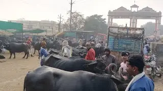 #धुंधड़का _पशु हाट _मन्दसौर# _11_जनवरी _रविवार #