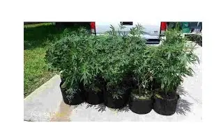 Things To Know About Grow Houses