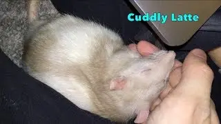 Cuddly Latte (❤️ Sweet Rat Cuddle! ❤️)