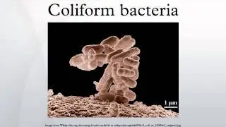 Coliform bacteria