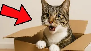 9 Strange Things Cats Do (And What They Really Mean) 🐾
