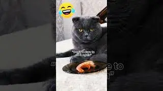 cat Spraying No More #short funny cat food 😭