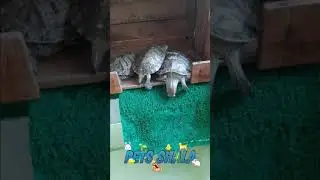 turtle basking importance | turtle basking area hindi | turtle basking area idea hindi #shorts