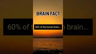 Brain Fact. #CuriousCorner101 #Brain #BrainFact #BrainFacts