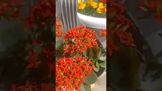 preety flowers #closetonature #ytshorts #viral #terracegardening #beauty #shortsfeed #green #shorts