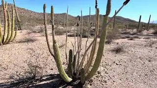 🌵ARIZONA DESERT WANDER🌵 S. Puerto Blanco Drive in OPCNM { 1/13/2026 } #arizonadesert