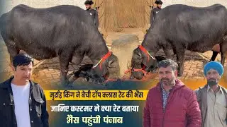 मुर्राह किंग ने बेची टॉप क्लास रेट की भैंस || Randeep Malik Dairy Farm || Jind ||