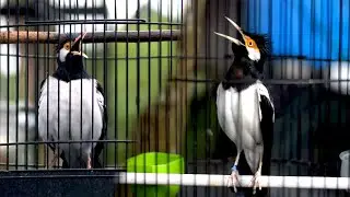 VIDEO JALAK SUREN GACOR INI YANG TEPAT UNTUK PANCINGAN JALAK SUREN SUPAYA GACOR