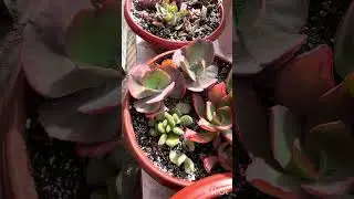 Sol colores y cambios en mi jardín 