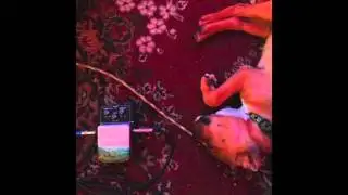 Eskimeaux - Igluenza (Full Album)