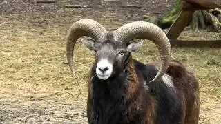 Wildpark Weilburg - ein Rundgang