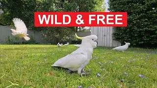 Australian Backyard Sounds: Big Birds, Mating Dance, and Grass Munching