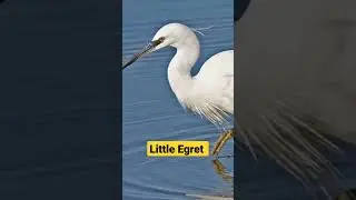 Little Egret