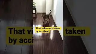 【Cat cute】The decisive moment when the supernatural jump is amazing! It&rsquo;s like parkour!