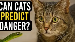 Can Cats Predict Danger? The Truth About Feline Sixth Sense