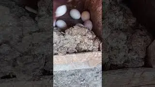Saudi Arab Majra  bat  #saudiarabia #najran #bat