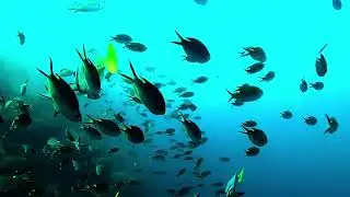 2023 Dive Cabo