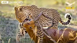 WILD SAVANNAH: The SAVAGE Footsteps of a Lone Hunter | Wildlife Documentary