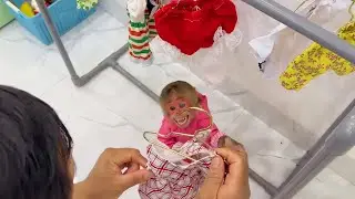 You&rsquo;ll Love This! Monkey Baby&rsquo;s Special Happy New Year Message to Fans 🎊🐒💖