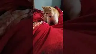 pijat-pijat #kneading #relaxing #kucingpintar #kucinglucu #oyen #petlover #trendingshorts #stecu