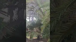 VISITE DE  l'ILOT PALMIERS A POINTE-NOIRE (GUADELOUPE)