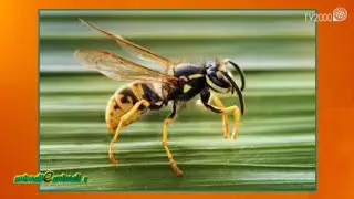 Animalieanimali.it - 