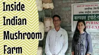 Online Training Step By Step Mushroom Farming Business Plan - Investment, Profit, Market | मशरुम