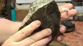 Цератиты
