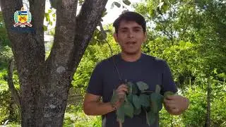 Pata-de-vaca - Bauhinia variegata