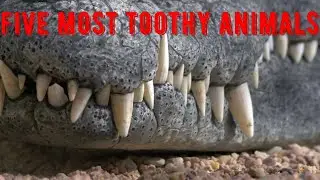 Five most toothy animals