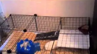 basic fish care