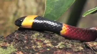 Florida's Venomous Snakes 03/10 - Coral Snakes