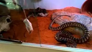 Black Headed Python striking at dead rat