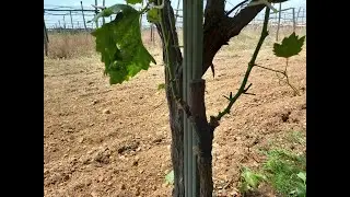 Risultato degli innesti