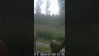 Staltbrieži #latvija #nature #huntingcamera #wildlife #trailcamera #deer #staltbrieži #redstag