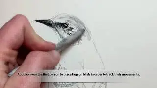 Learn at LASM: How to Draw a Mockingbird Tutorial inspired by John James Audubon